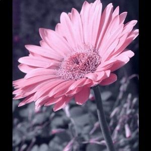 Meet your Posher, Janet